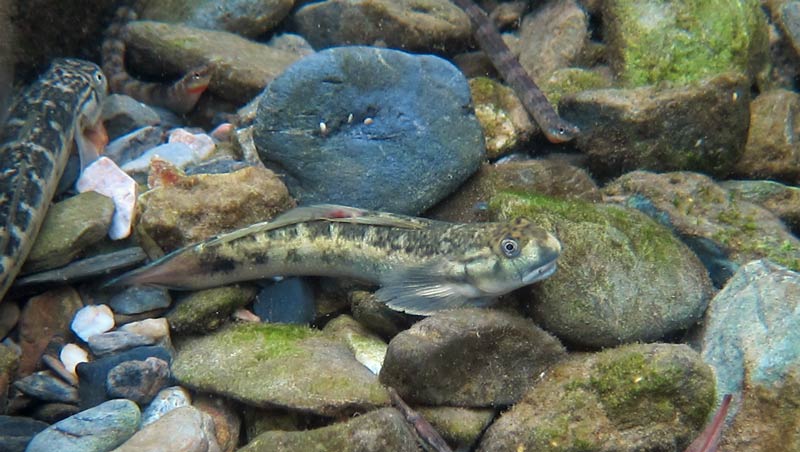 Threadfin Goby (Sicyopterus longifilis)