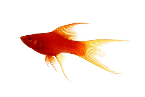 Red Eye Blood Red Highfin Lyretail(Xiphophorus hellerii )