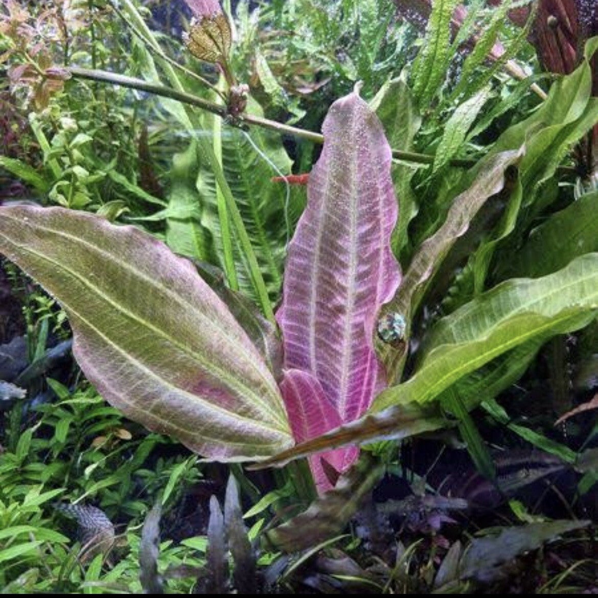 Echinodorus oriental (light pink new leaf)