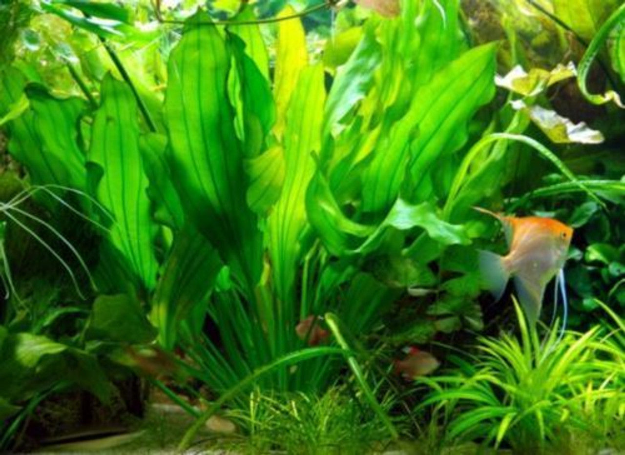 Echinodorus Martii (Ruffled sword)
