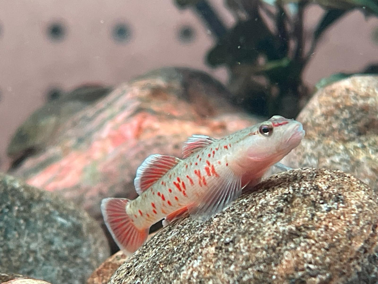 Scarlet Goby (Rhinogobius Zhoui) (Wild Caught)