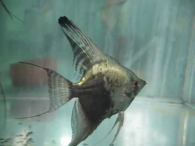 Philippines Blue Smokey Angelfish