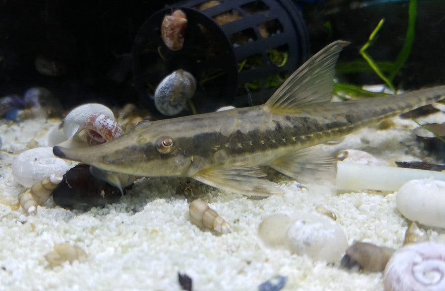 Curved nose whiptail (Sturisoma rostratum )