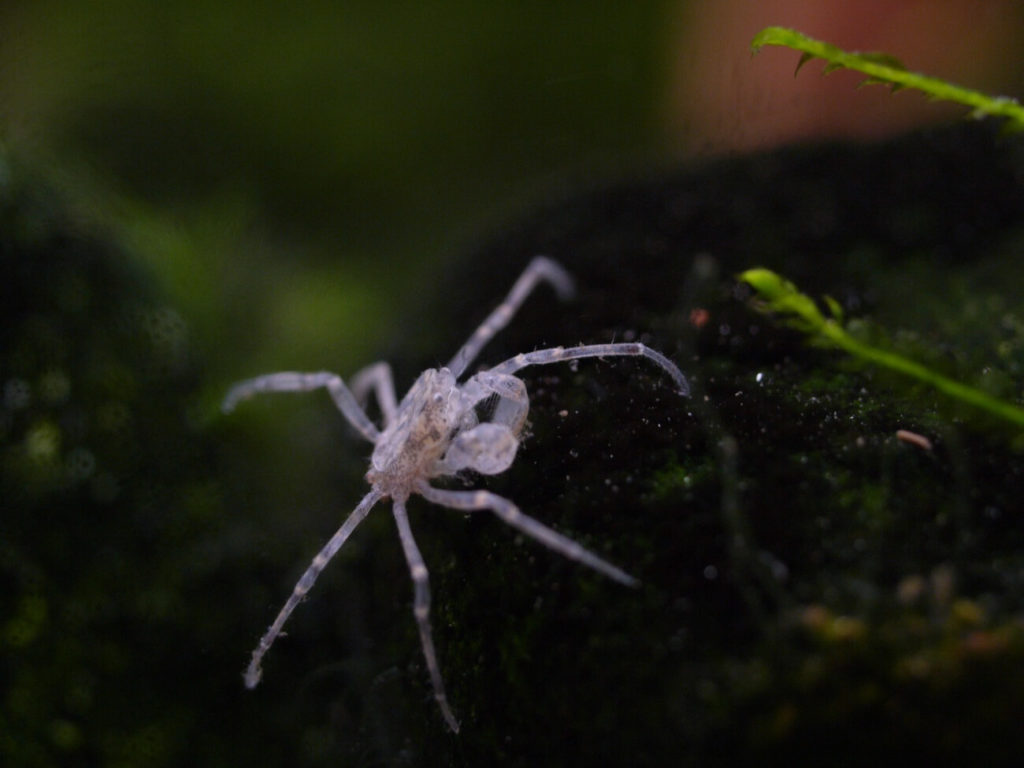 Thai Micro Spider Crab (Limnopilos Naiyanetri)