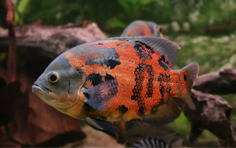Tiger oscar - Astronotus ocellatus