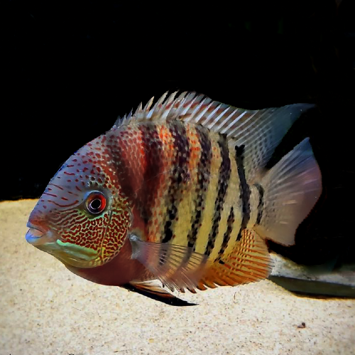 Red Tiger severum