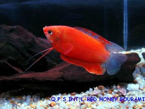 Red Honey Gourami (Trichogaster Chuna)