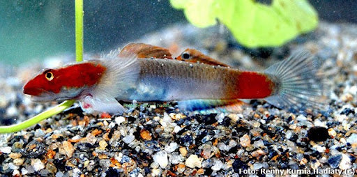 Mekonga Red goby (Lentipes sp.)