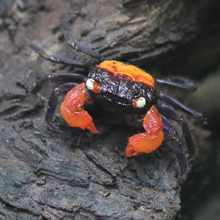 Red Devil Vampire Crab