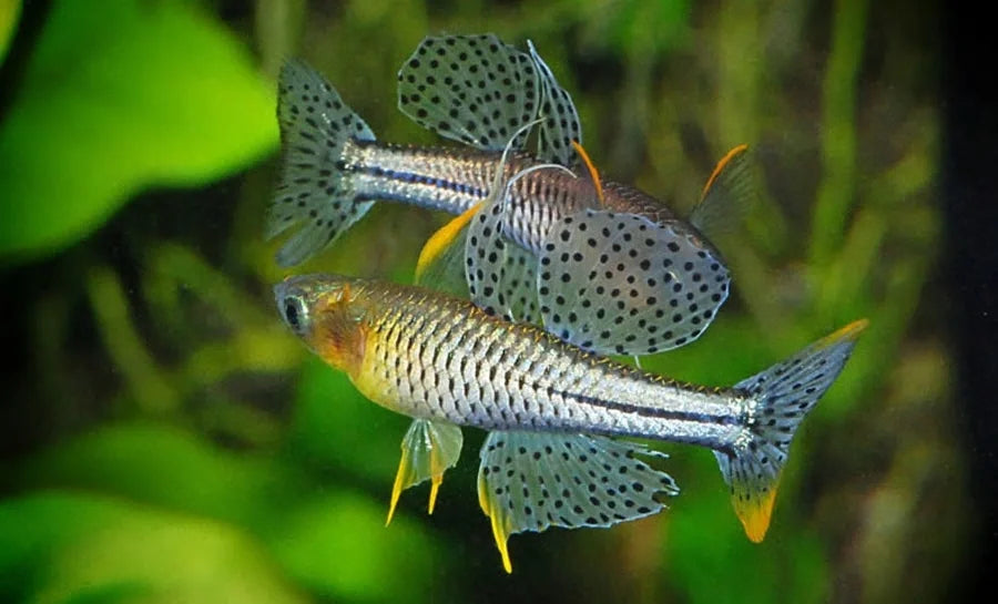 Spotted Blue-Eye Rainbowfish (Pseudomugil Gertrudae)