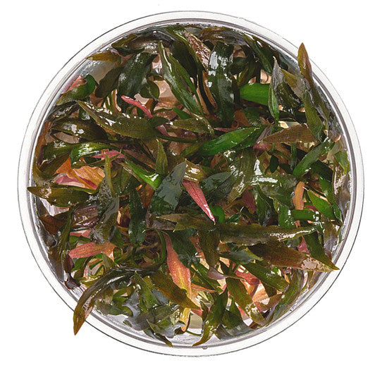 Cryptocoryne Walkeri T/C Cup