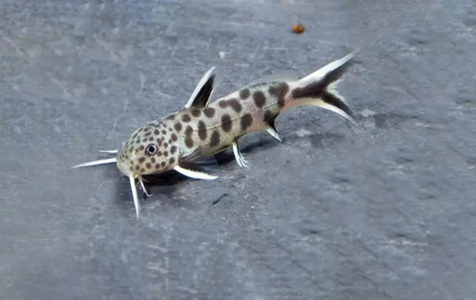 Dwarf Cuckoo Catfish (Synodontis Petricola)