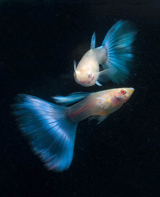 Albino Sky blue guppy ( Pair )