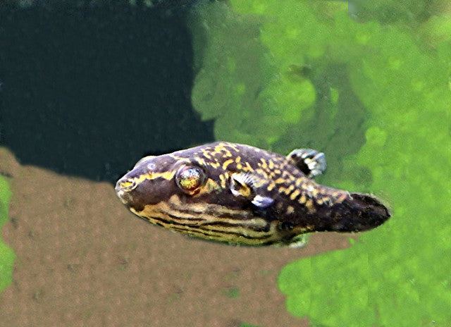 Red Eye Puffer (Carrinotetraodon irrubesco )