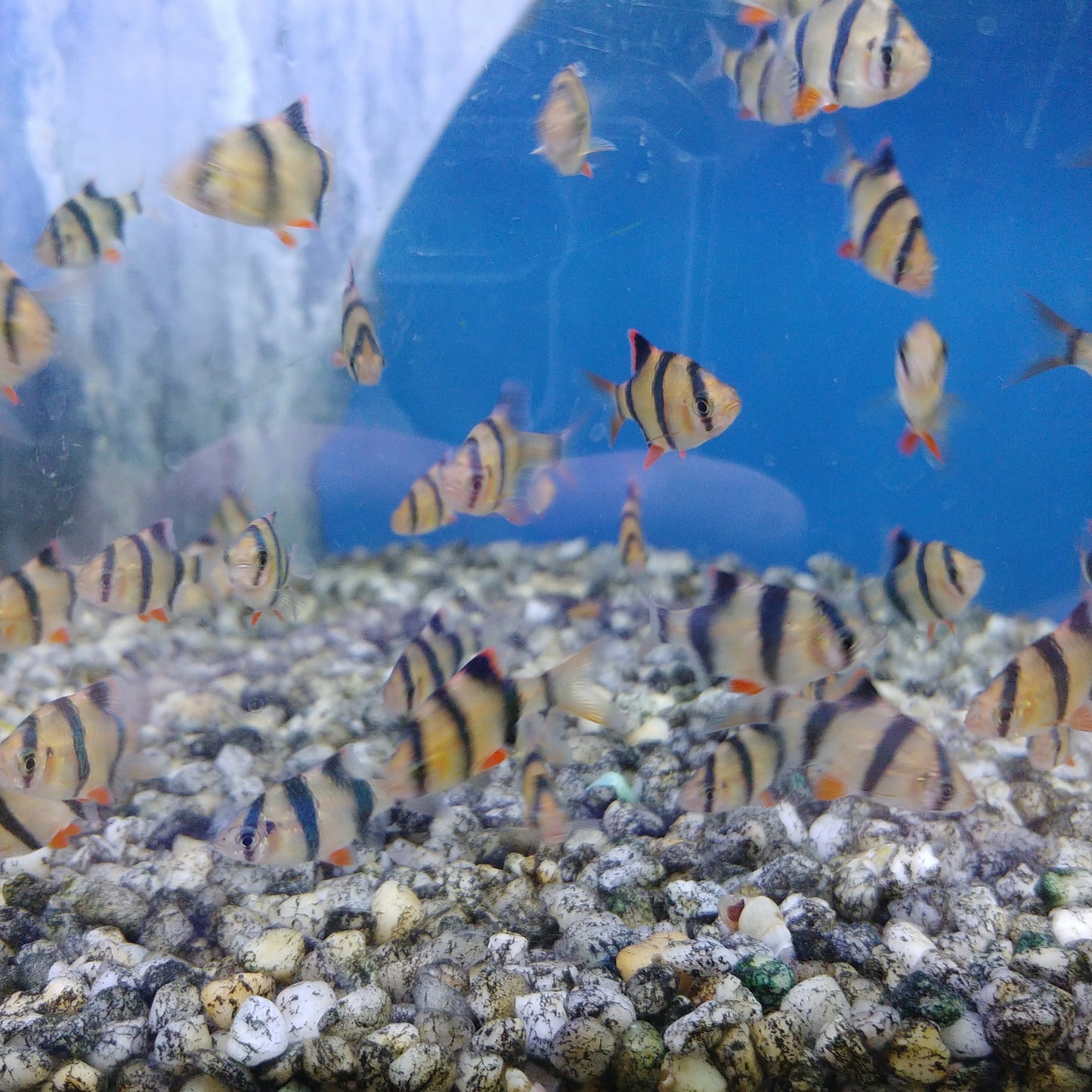 Tiger barb
