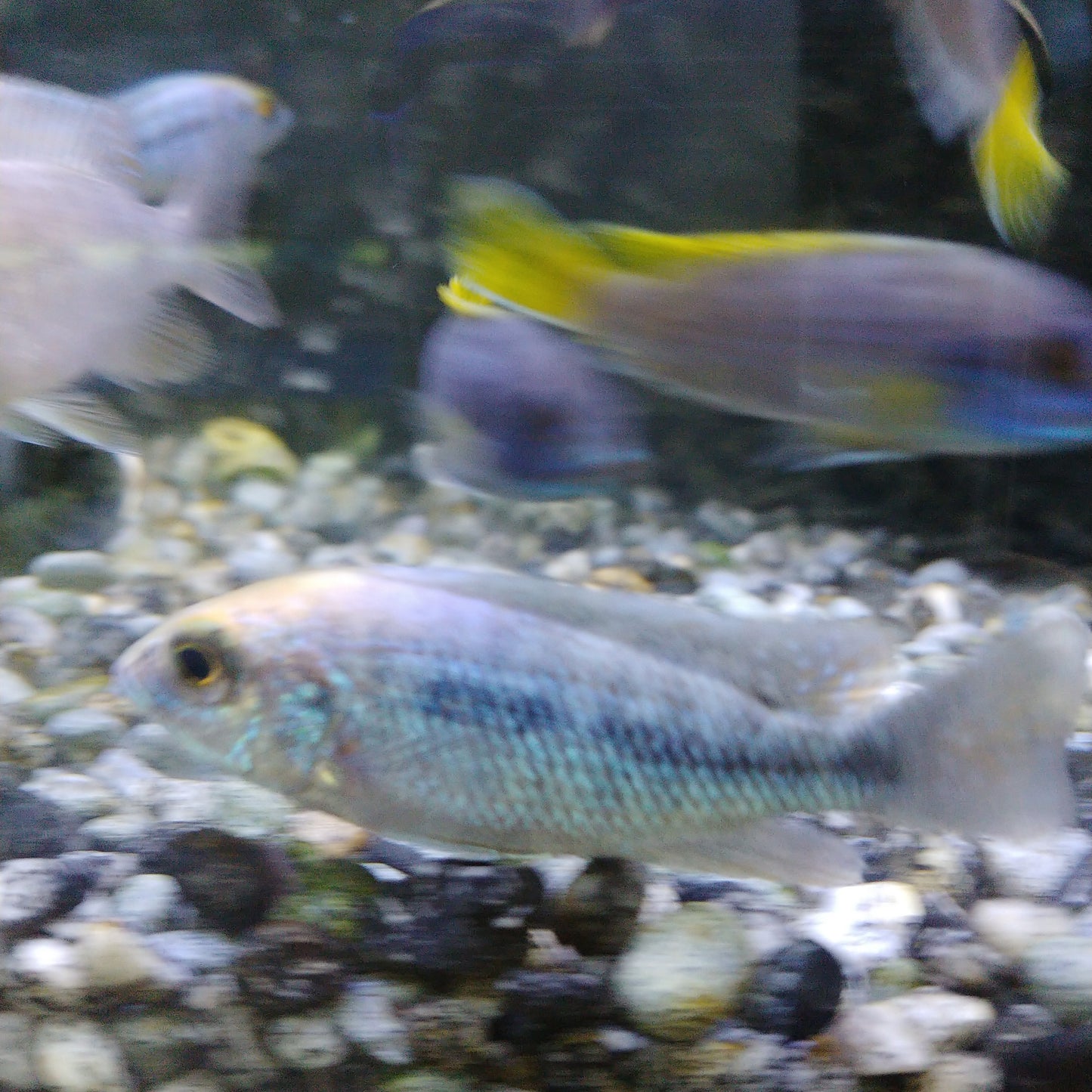 Taiwan reef