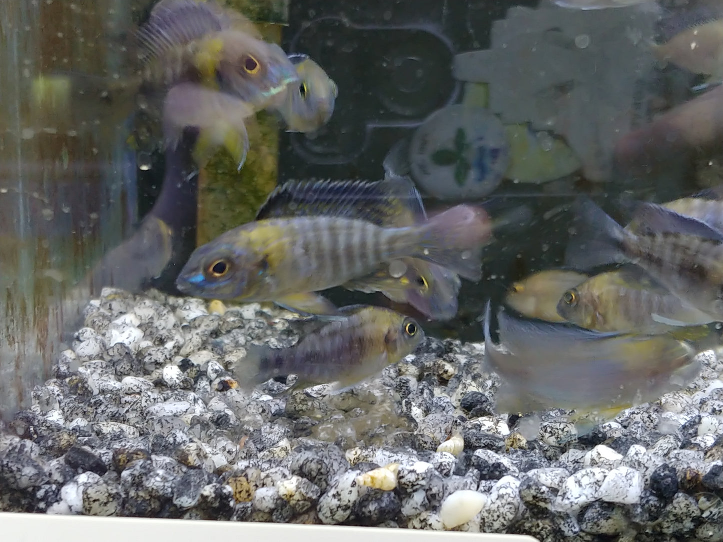 Mdoka peacock cichlid