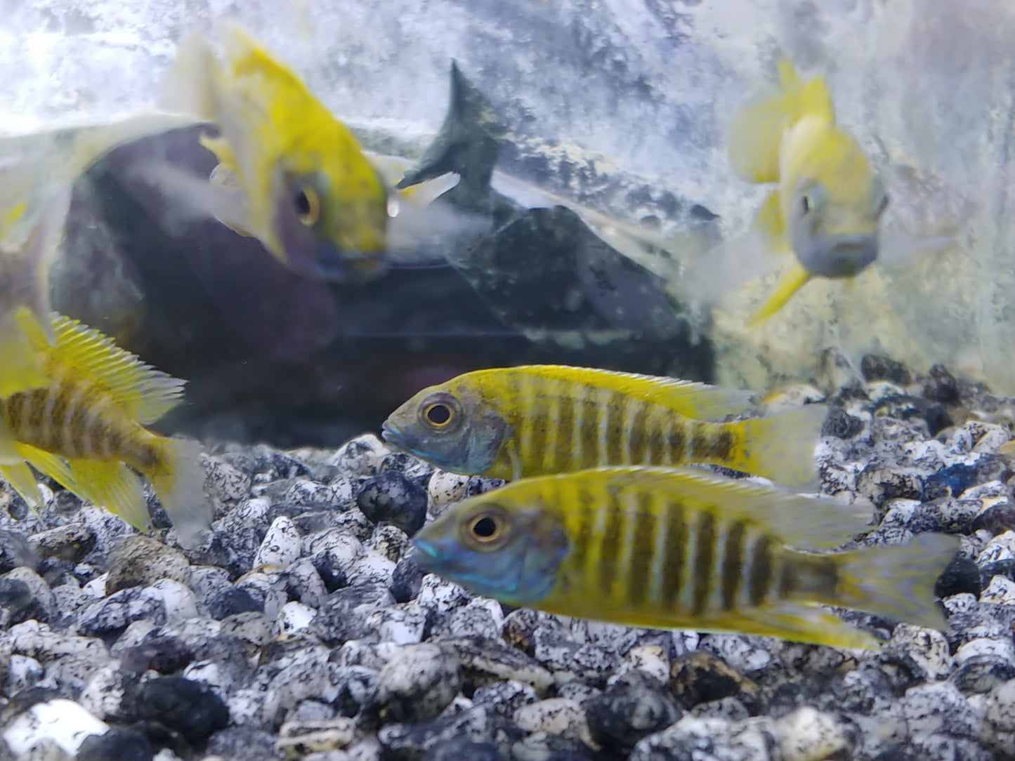 Yellow regal Peacock