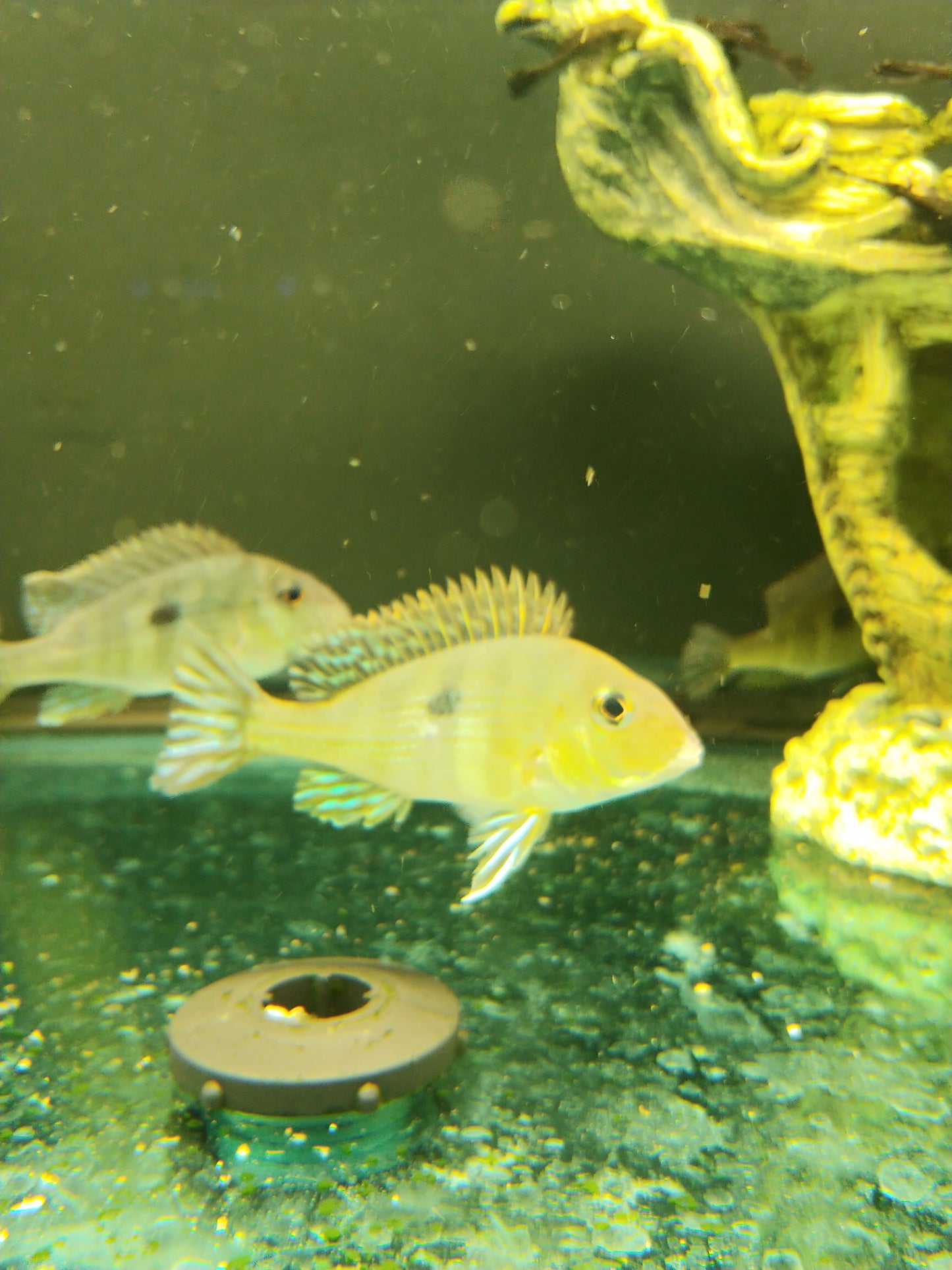 Geophagus Red-Headed Tapajos
