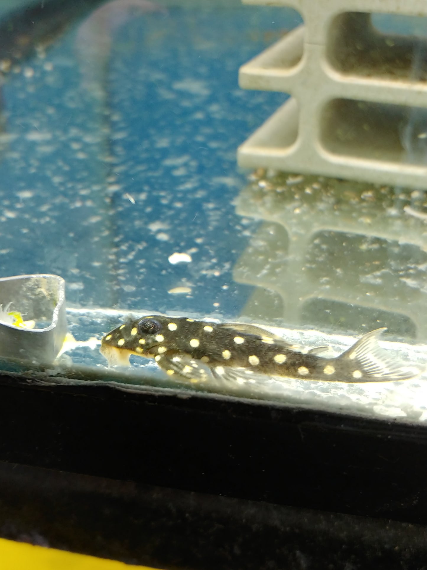 L201 Snow ball pleco