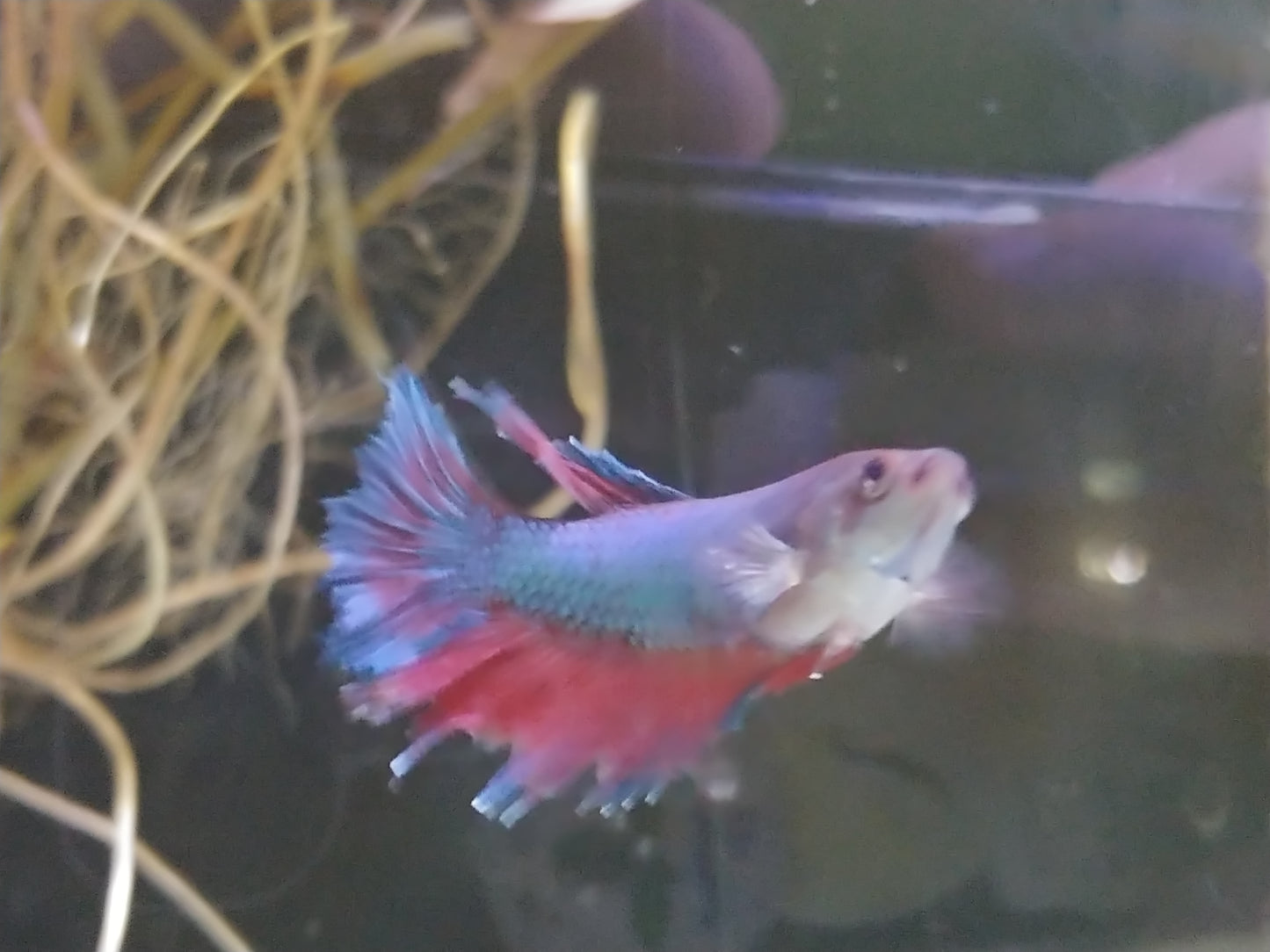 Halfmoon Betta Female (Assorted)