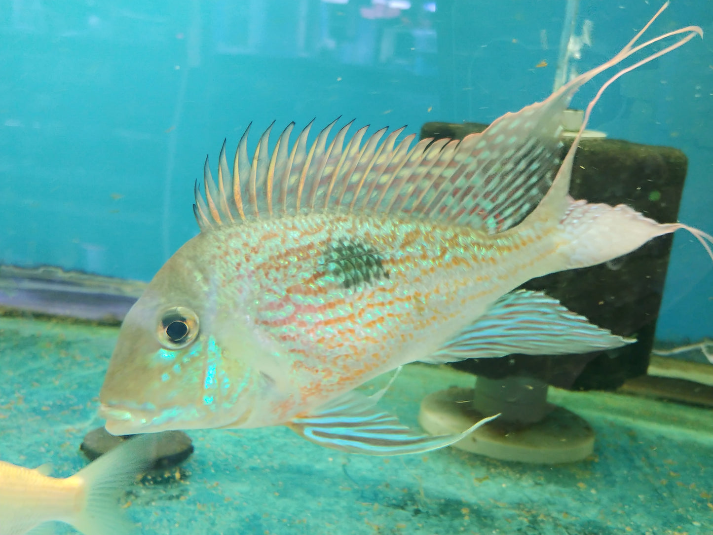 Geophagus Sveni