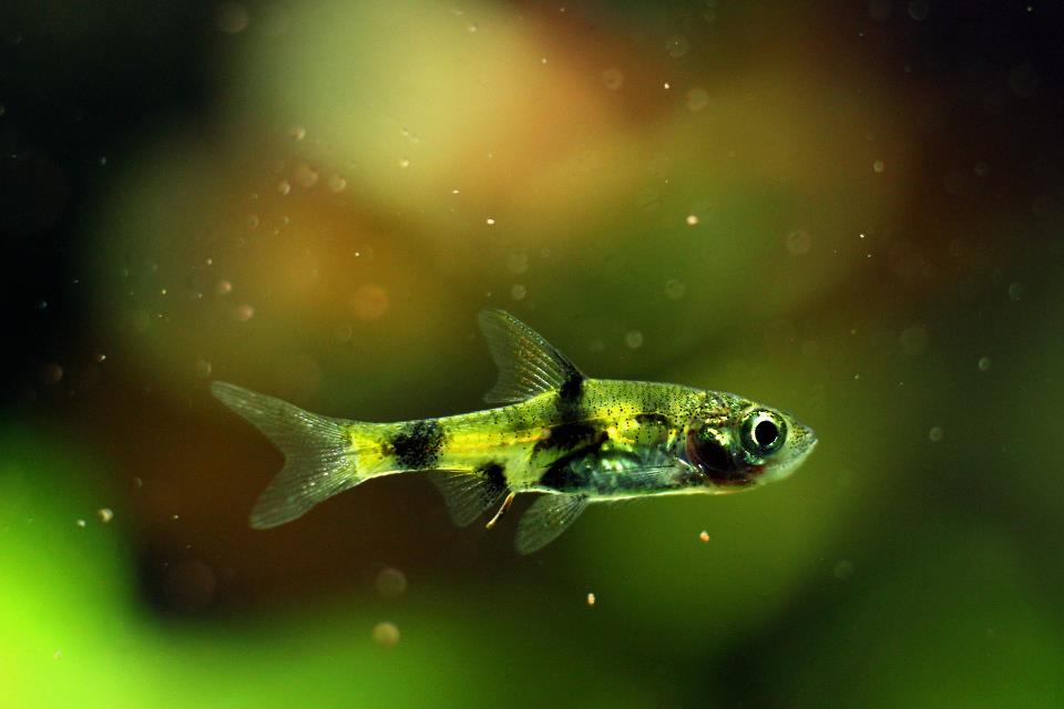 Golden Dwarf Barb(Pethia Gelius)