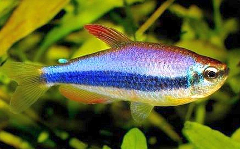 Royal Tetra (Inpaichthys kerri)