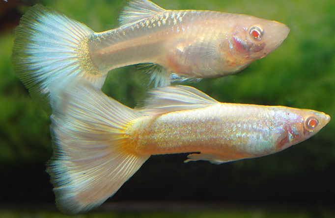 Albino Platinum Yellow Tuxedo guppy (pair)