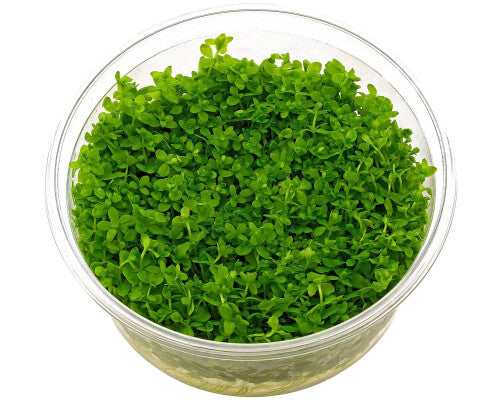 Micranthemum micranthemoides T/C CUP (pearl weed)