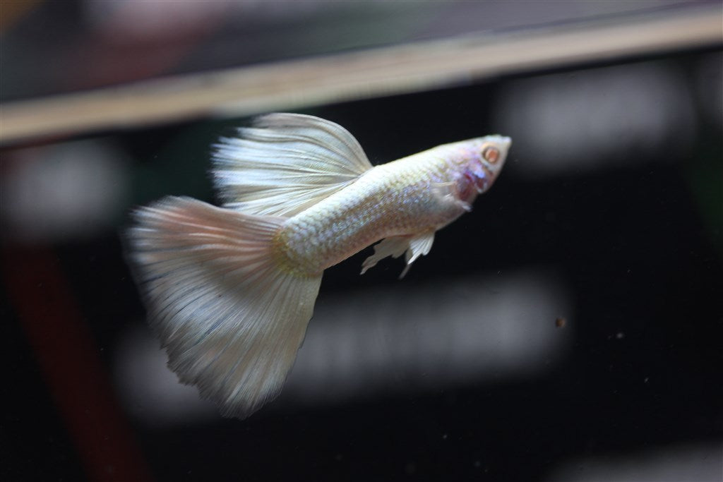 Full Platinum Guppy (Poecilia reticulata var. "Full Platinum Albino")