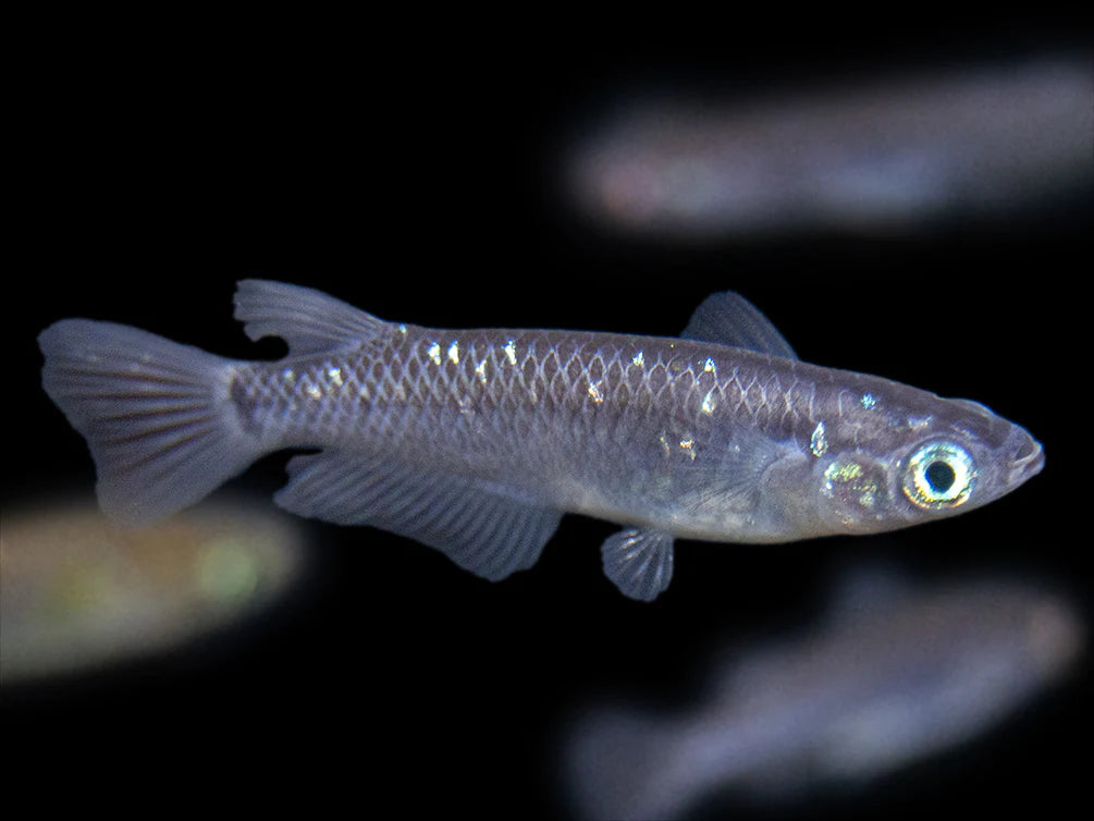 Black Medaka Ricefish (Oryzias latipes)