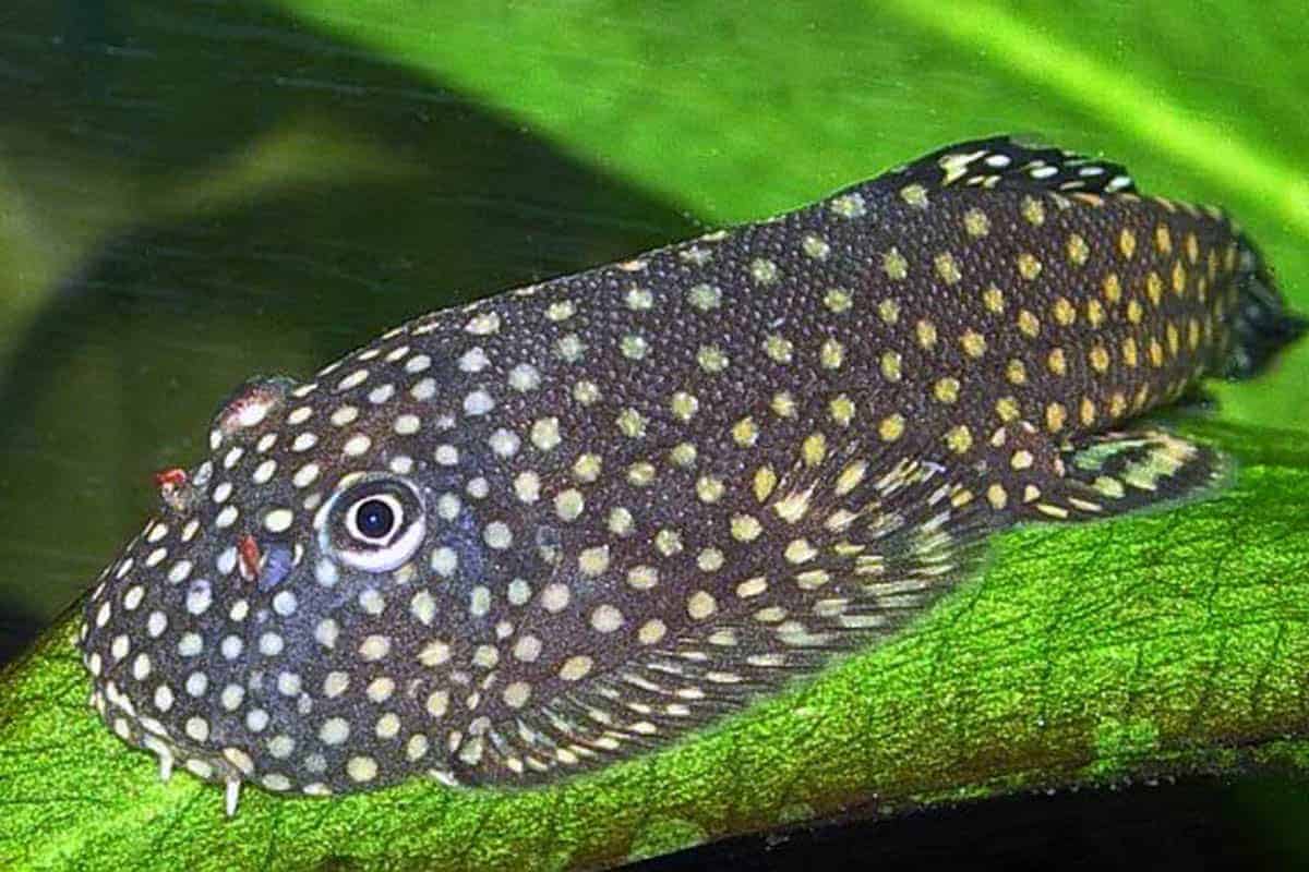 Borneo hillstream loach (Gastromyzon ctenocephalus)