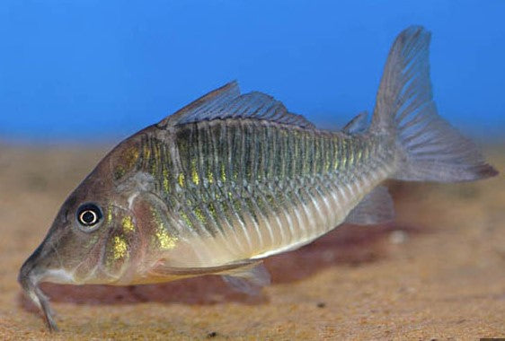 Brochis Multiradiatus - hognose Corydoras
