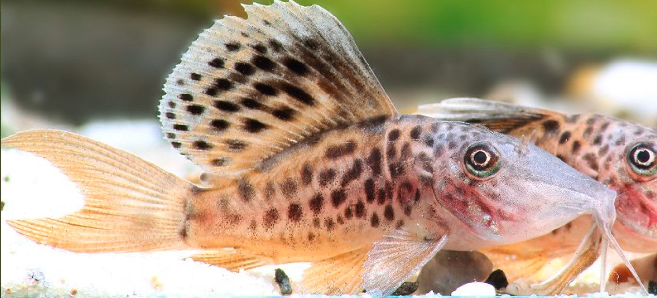 Brochis Multiradiatus - hognose Corydoras