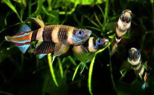 Clown Killifish (Epiplatys Annulatus)