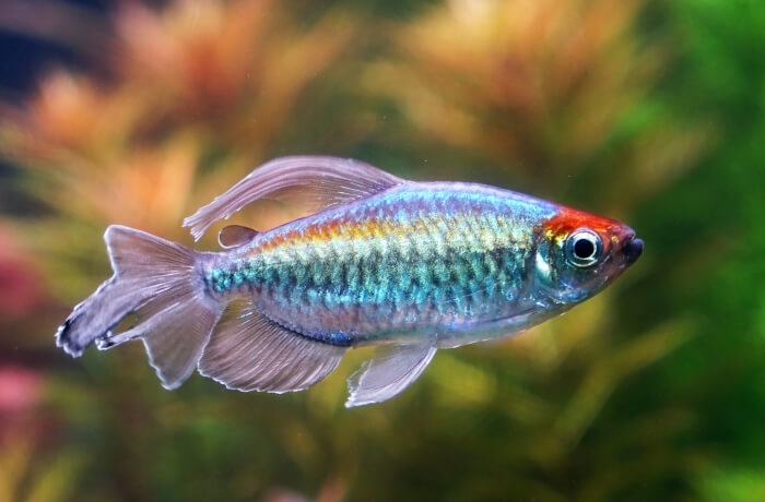 Congo tetra (Phenacogrammus interruptus)