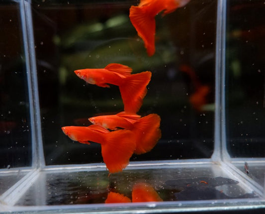 Flamingo Red guppy (pair)
