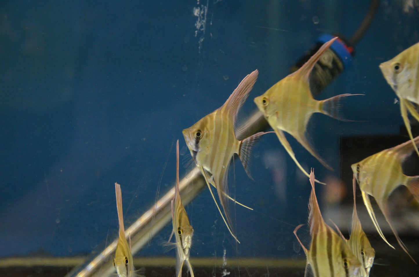 Atabapo Altum Angelfish (Wild Caught)