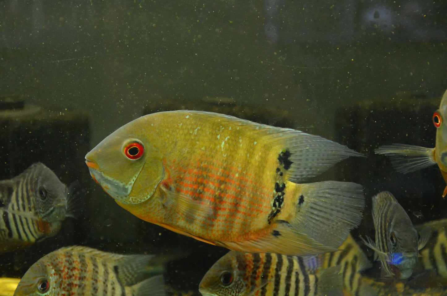 Inirida Severum