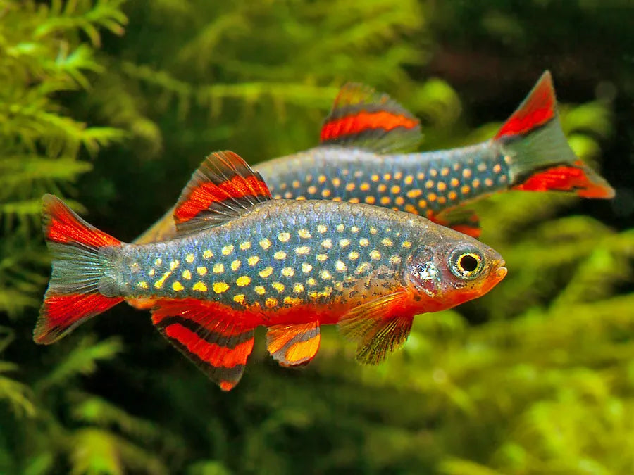 Galaxy Danio (Celestichthys Margaritatus )