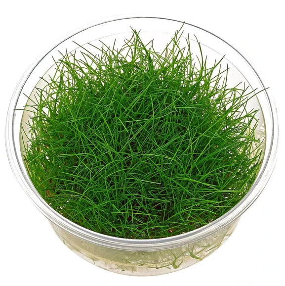 Eleocharis parvulus mini T/C CUP