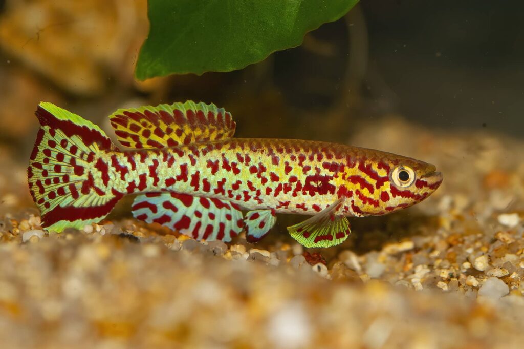 Gold form blue lyretail killifish (Fundulopanchax gardneri)