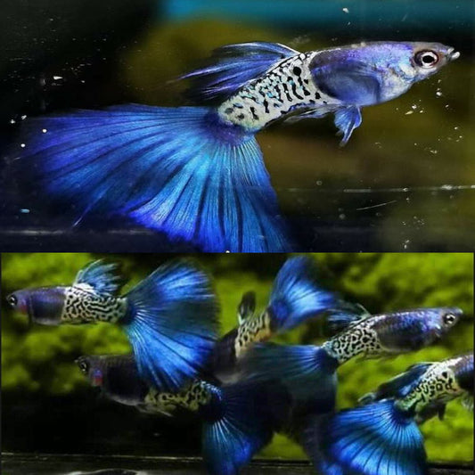 Metal Snakeskin Blue Tail Guppy  (Poecilia reticulata)