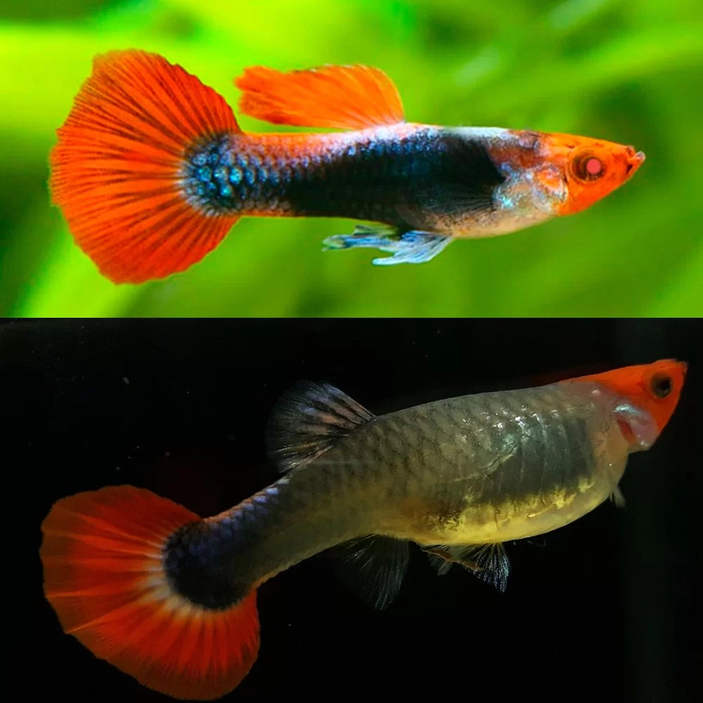 Koi tuxedo guppy (pair)