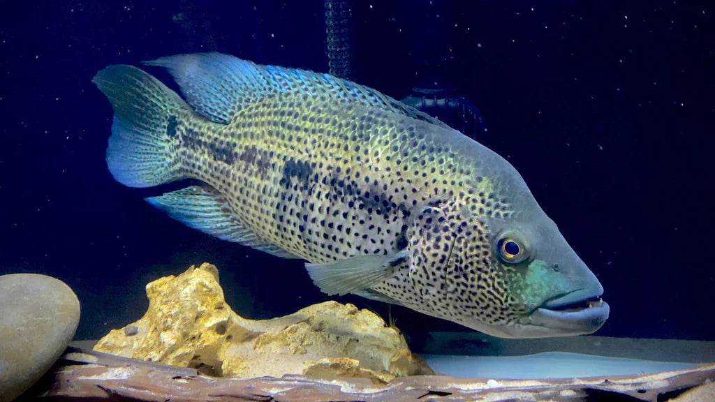 Dovii Cichlid (Parachromis Dovii)
