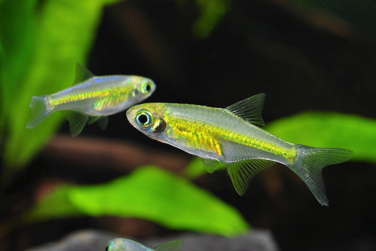 Neon green rasbora