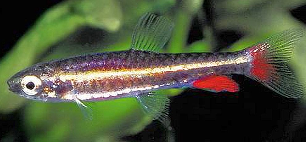 Miniature Pencilfish (Nannostomus anduzei)