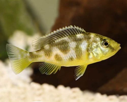 Venustus Cichlid (Nimbochromis venustus)