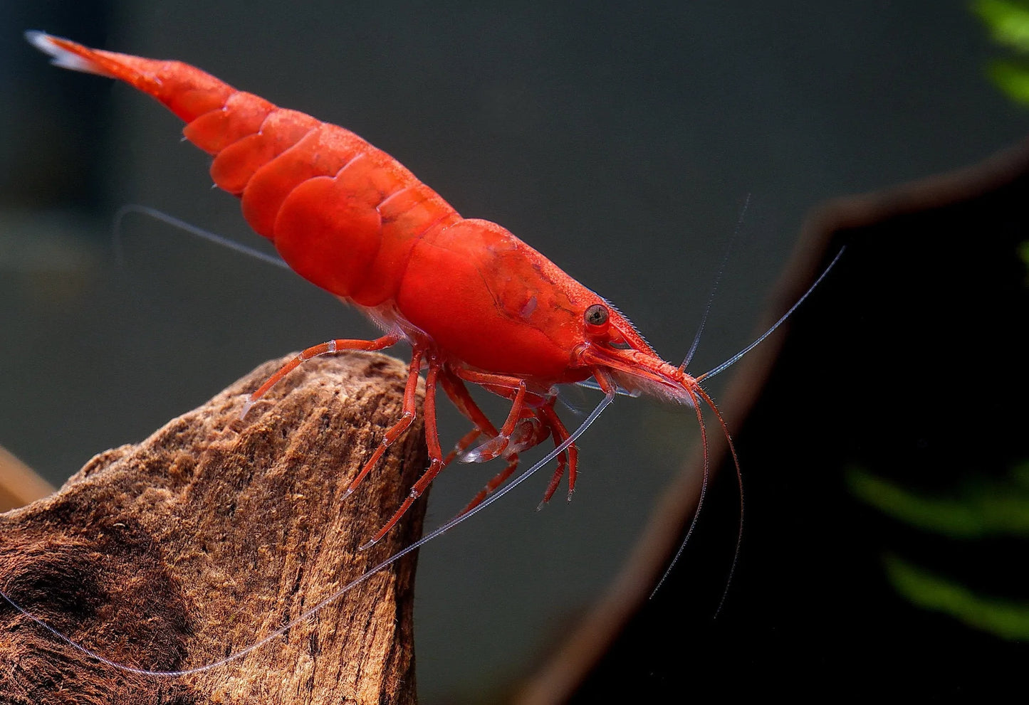 Fire Red Shrimp (Neocaridina Davidi)